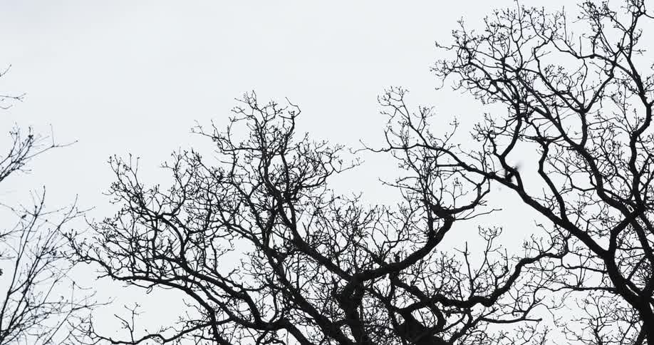 A bird flies from the tree