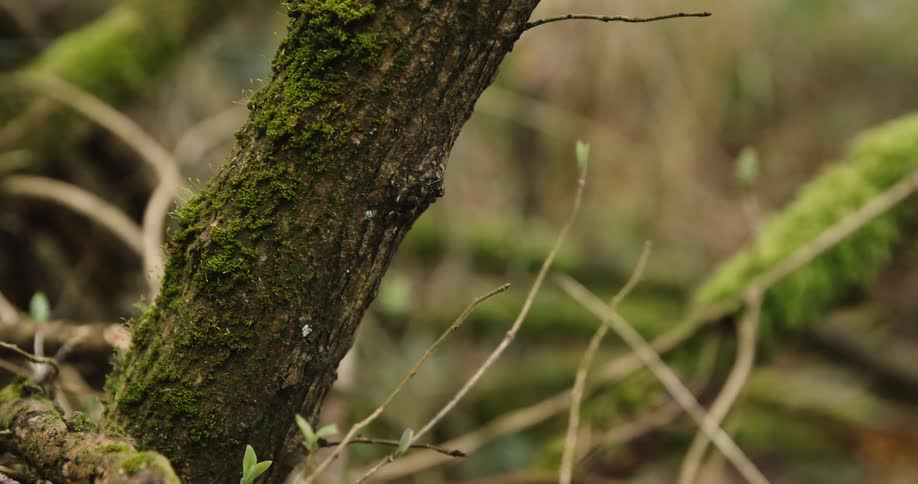 A close up view of a tree trunk covered in moss within a wood