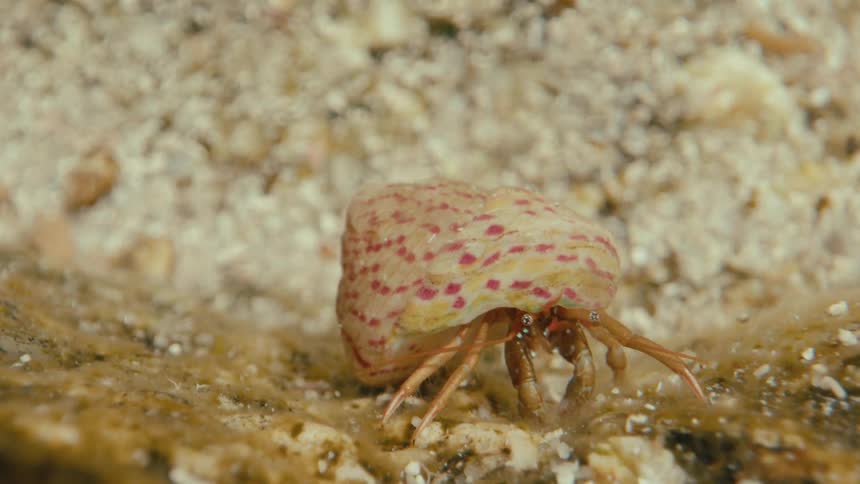 A macro view of a hermit crab