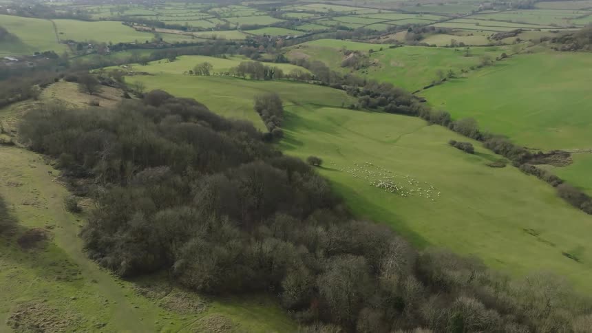 Flock of sheep grazes on the grassy slope of a grove topped hill in the rural countryside