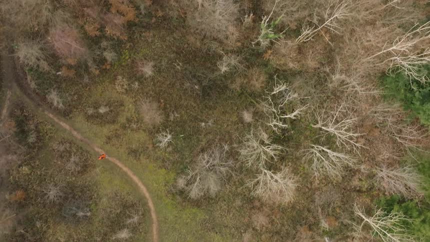 Aerial of a jogger running on a trail in a forest