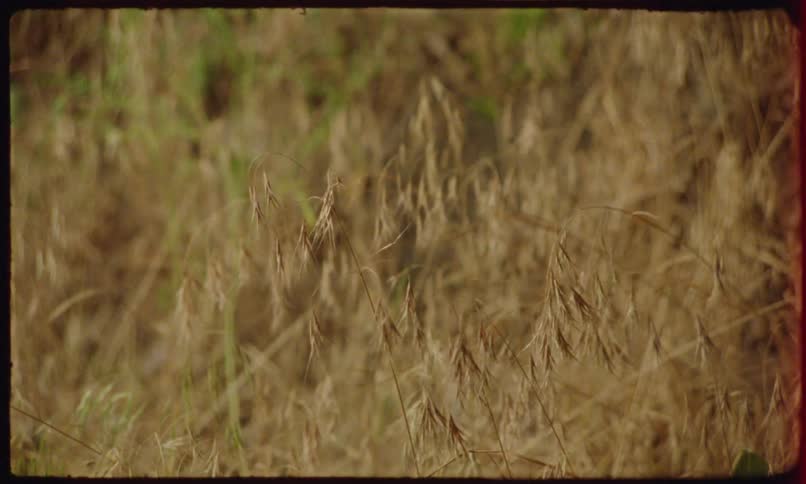 A closeup view of dry tall grass under shifting lights at night captured on vintage film