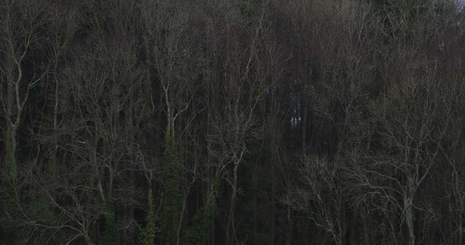 Dry forest seen during the day