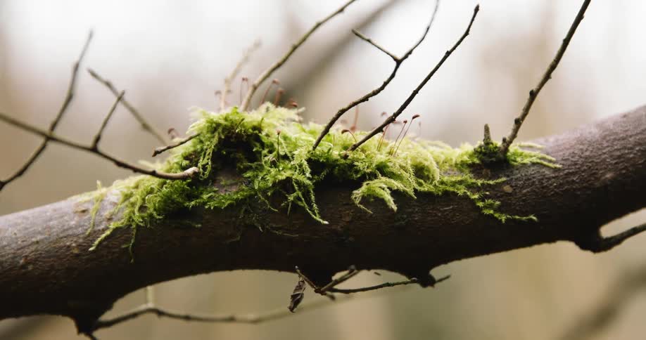 Close up of a trunk with green mossclose up of a trunk with green moss
