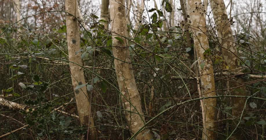 Brambles tangled around birch trees growing in a forest
