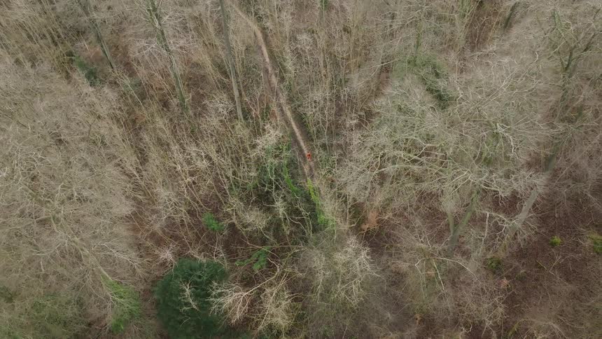 Topdown aerial view of a dense forest with bare trees