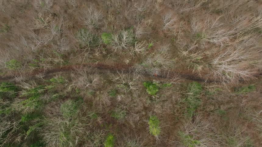 An aerial view shows a lone figure running on a path through a forest