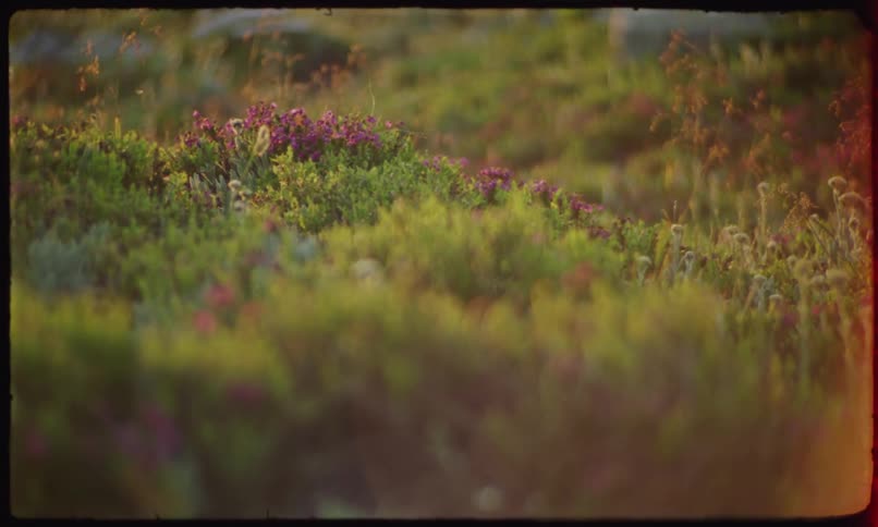 Flowering plants bloom in various colors in a field during a summer day