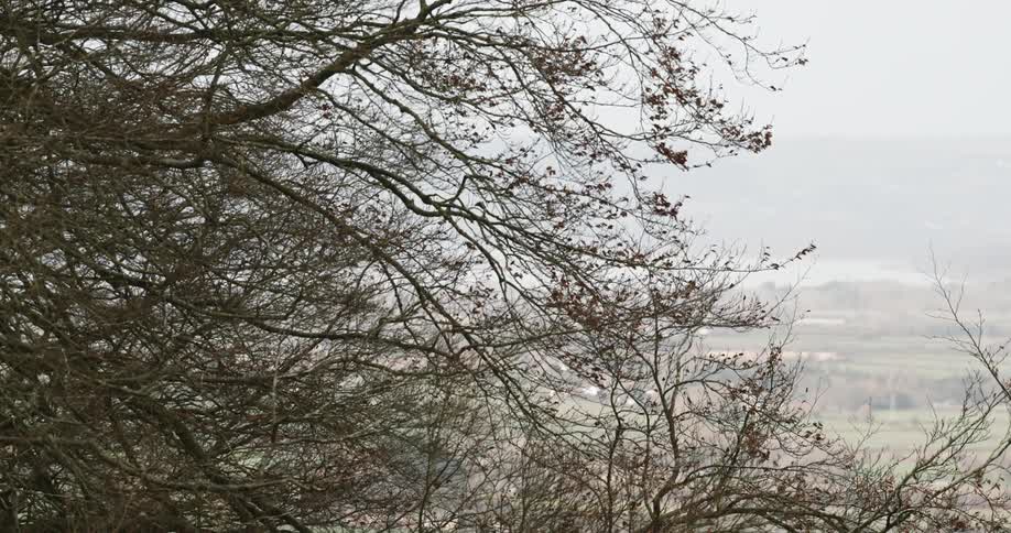 Trees with few leaves on their branches under a cloudy sky