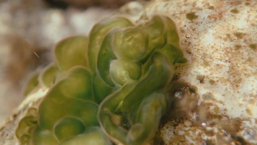 Green aquatic plant and coral on a rock in the water