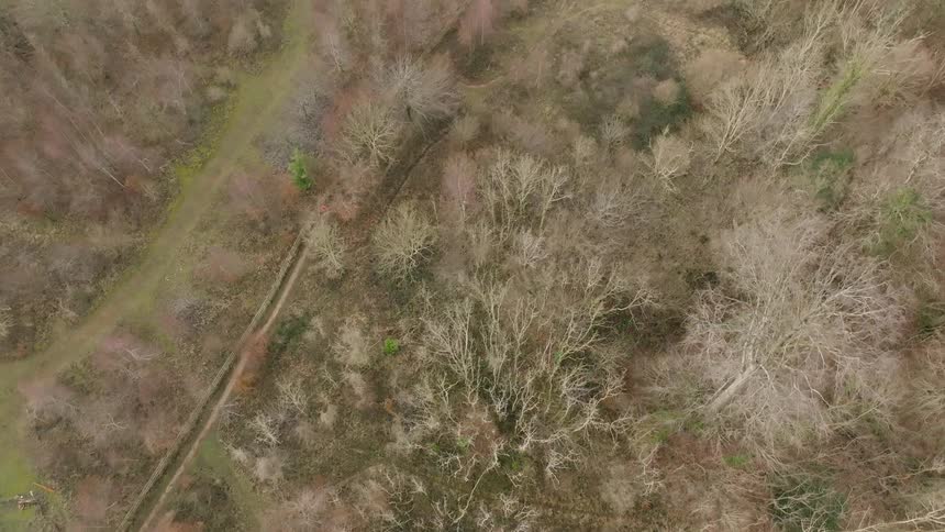 Aerial view of a dry forest with a person running