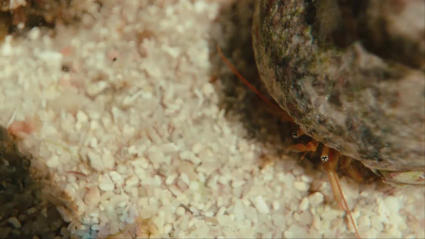 A macro view of a hermit crab with sun light flickering in the water