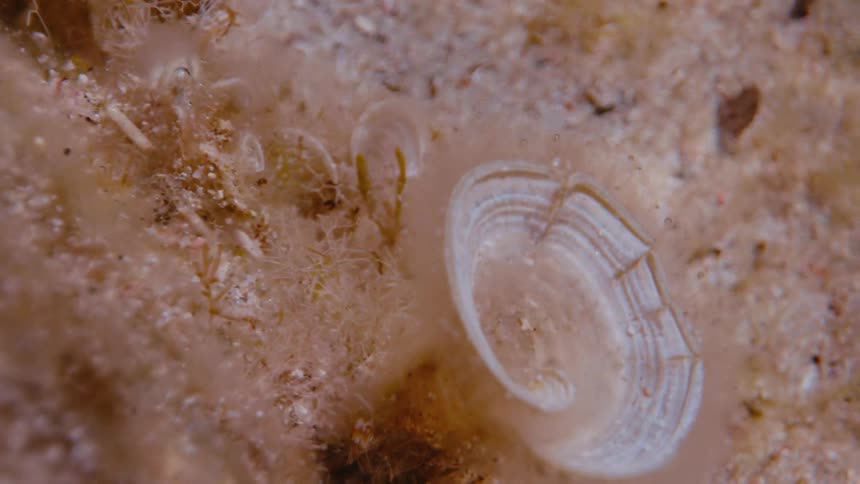 White coral moving in the water, showing the natural beauty of underwater plants