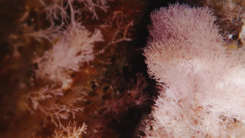 Sea plants and life move with the waves underwater