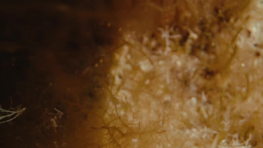 Closeup view of underwater flora and algae with an amber colour