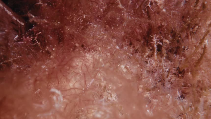 Extreme close up of a red coral algae which shimmers in the sun under the sea
