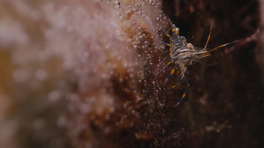 Striped shrimp walks across a textured rock surface underwater