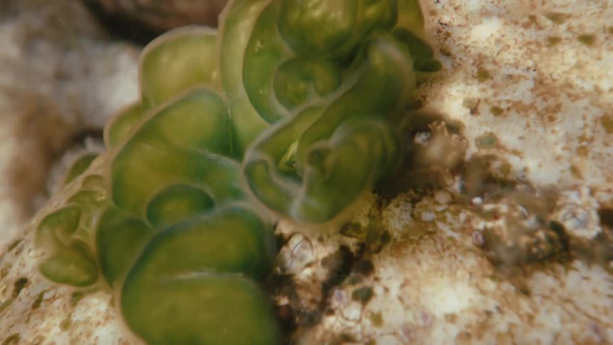Algae and green aquatic plant is seen up close under water in the sea