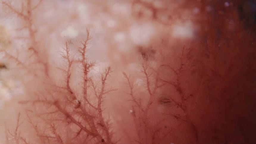 Healthy underwater plant moves in the sea, showing details of the red seaweed