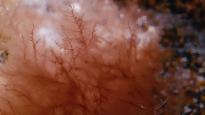 Close up of a red and orange sea plant moving underwater