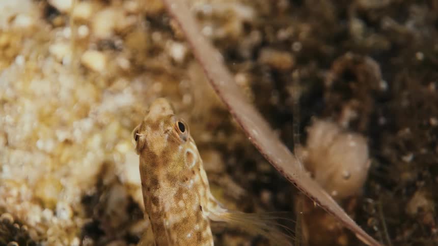 A curious fish in the sea swims underwater