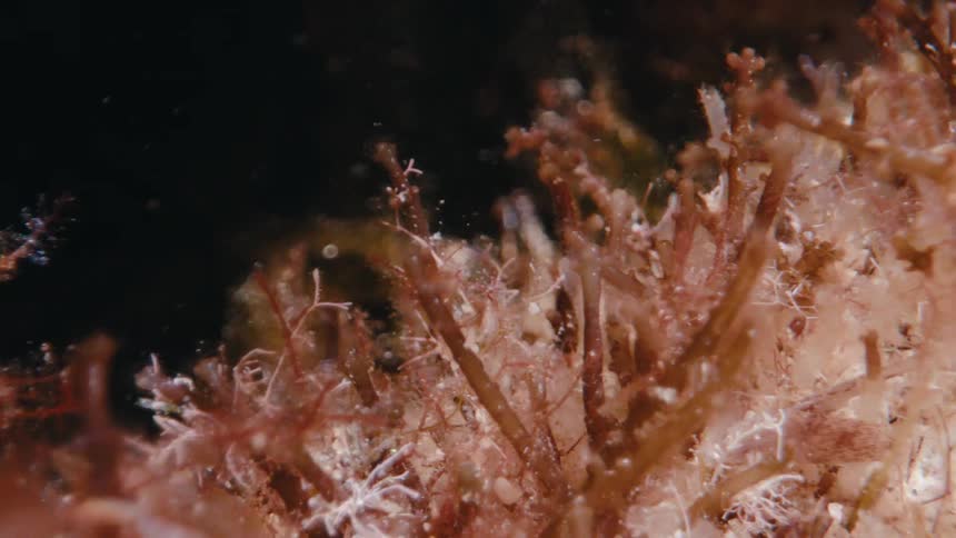 Beautiful macro shot shows the natural world of plants and creatures under the sea