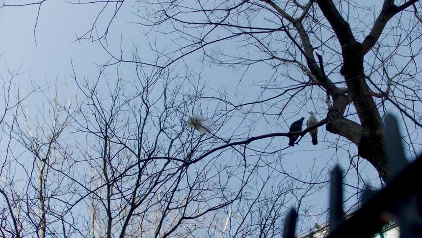Two pigeons perched on bare branches against a blue sky