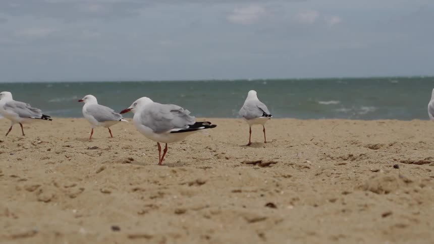 Birds walk on the sandy beach
