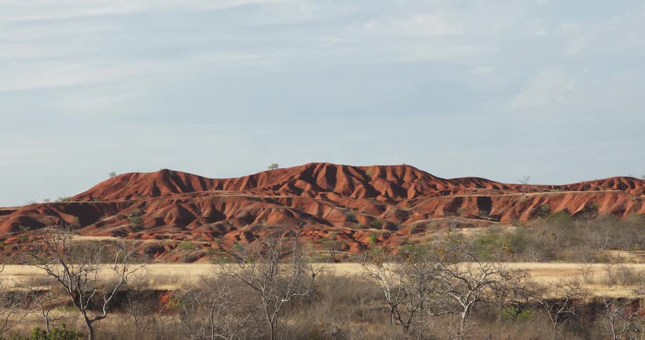 Sparse trees grow in front of grassy plain with a mountain range dominating in the distance