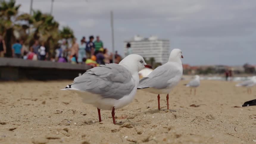 Birds standing in the sand with many people standing on a platform in the distance
