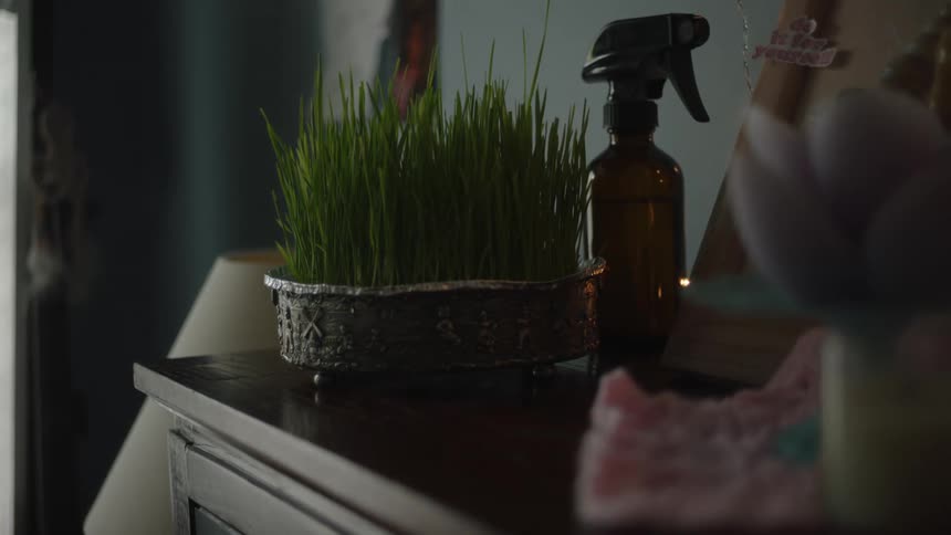Potted plant and spray bottle on top of a cabinet