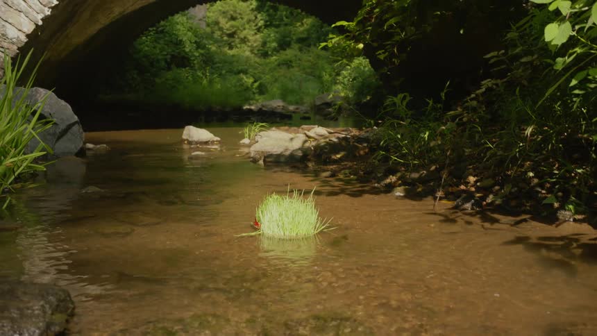 Two clumps of grass are thrown into a stream where they float as a memorial