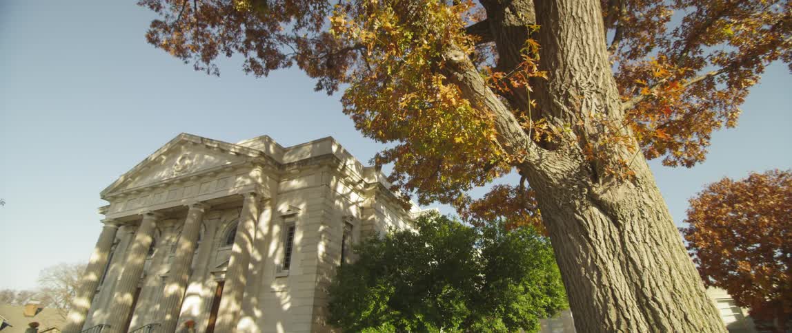 A view of a large tree and a colonial home