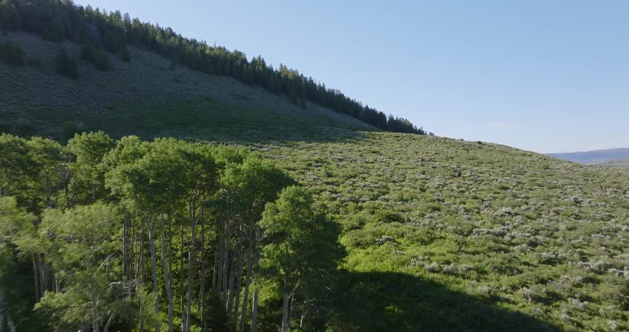 Aerial landscape of mountains with forest on a blue sky day