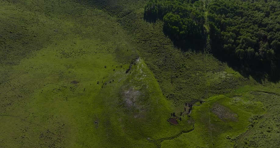 Farm animals move around on a grassy area near a forest