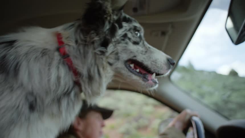 A dog sitting inside a car enjoying the ride looking through the windshield