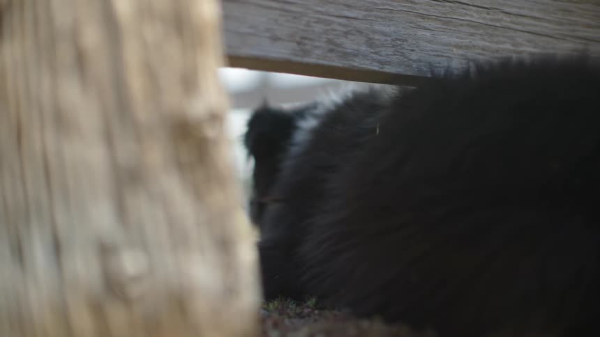 A dog pushes his head underneath a wooden fence