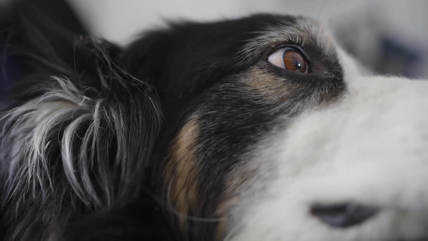 A dog is staring at something