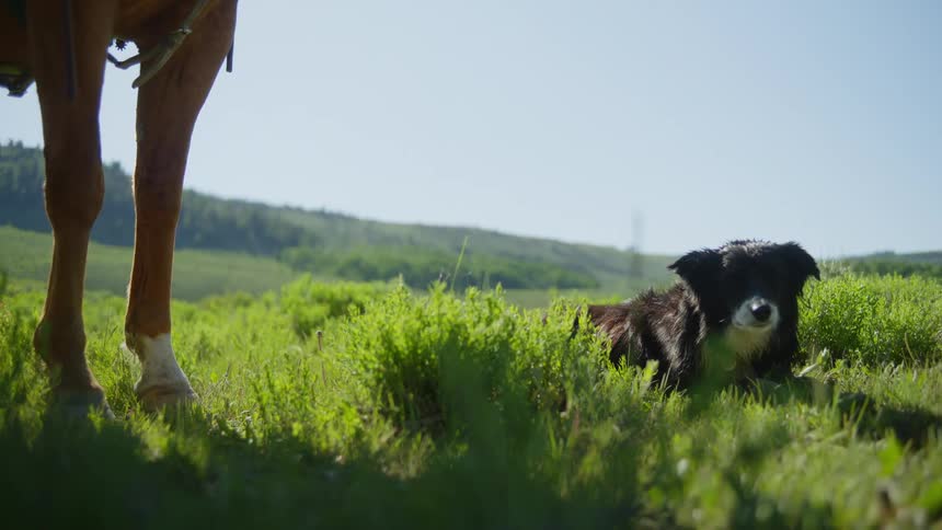 A clip of a dog and a horse on a grass land