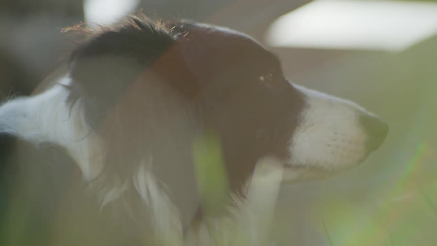 A close up clip of a dog