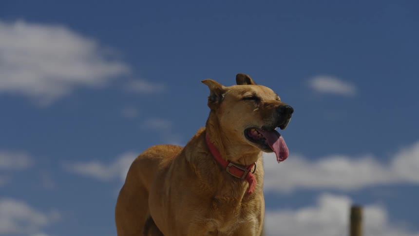 Dog with light brown fur and tongue hanging out