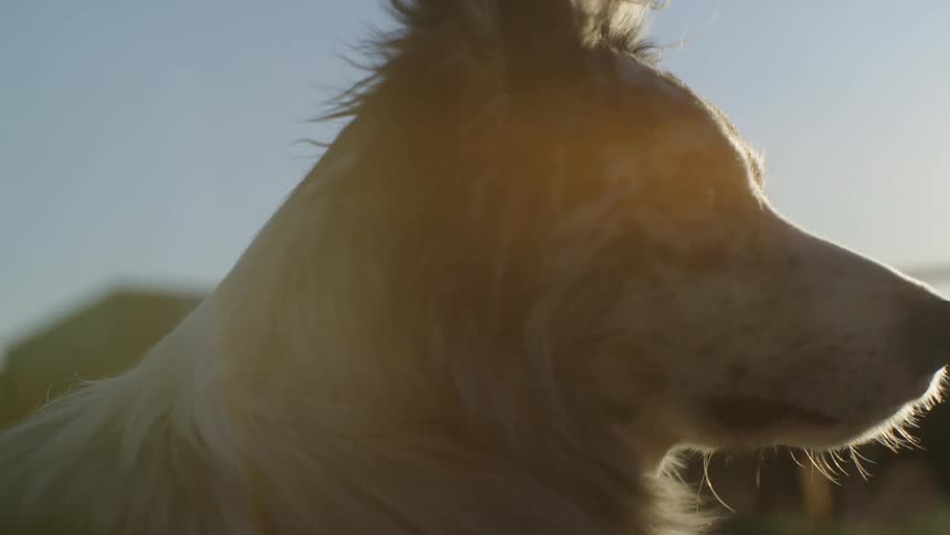 Side view of a dog in a field with sun reflection