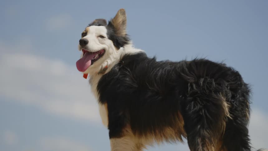 Wind ruffles the hair on a shaggy dog standing outdoors while lolling its tongue