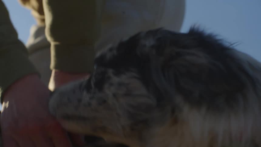 A happy dog wagging its tale licks the hands that pet him on the sides