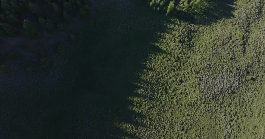 Aerial view of animals walking through a valley