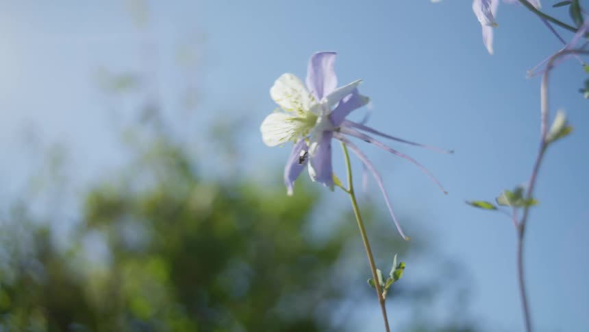 Wind blows the flower back and forth