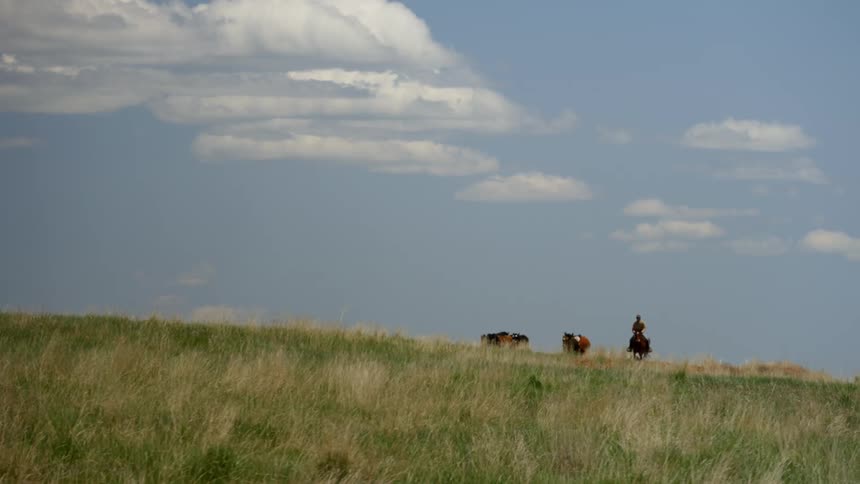 Horse rider with a dog herds a small cluster of cattle across a grassland on a cloudy day