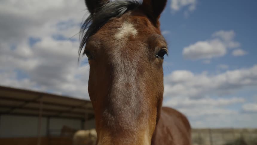 Close up of a brown haired horses face