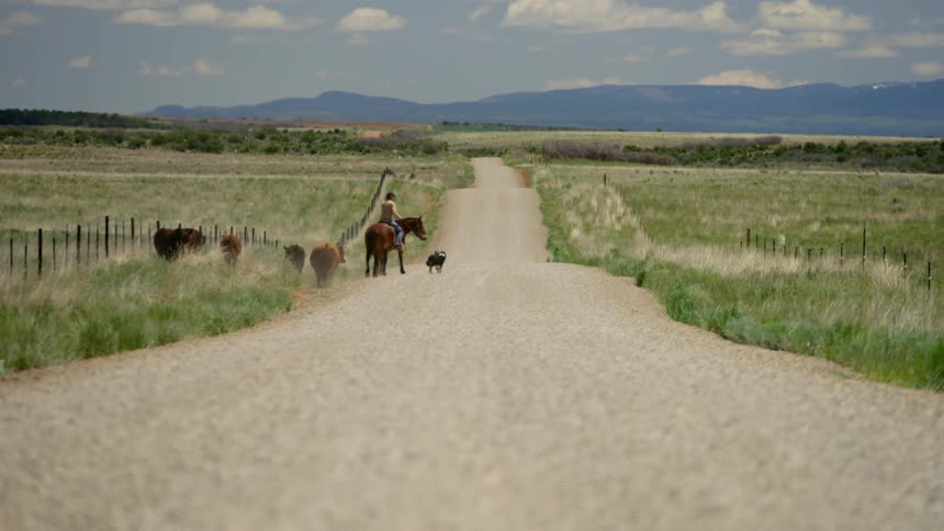 A cowboy is herding cattle down the dirt road