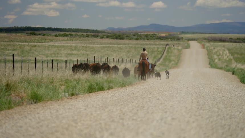 A rancher rides a horse and along with a dog helps a small herd of cattle move down a grassy area by a road